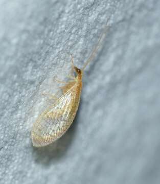 Image of dash lacewing