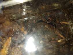 Image of Ocoee Dusky Salamander