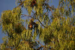 Image of Rodrigues Flying Fox