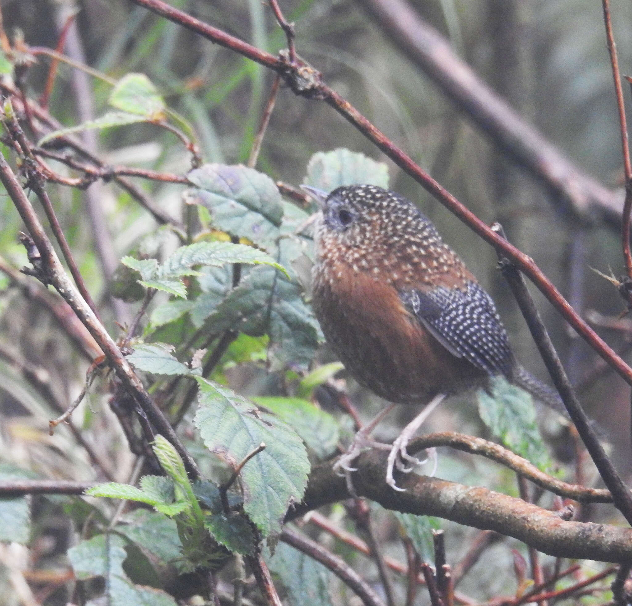 Image of Bar-winged Wren Babbler