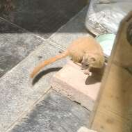 Image of Siberian Weasel