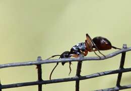 Image de Polyrhachis femorata Smith 1858