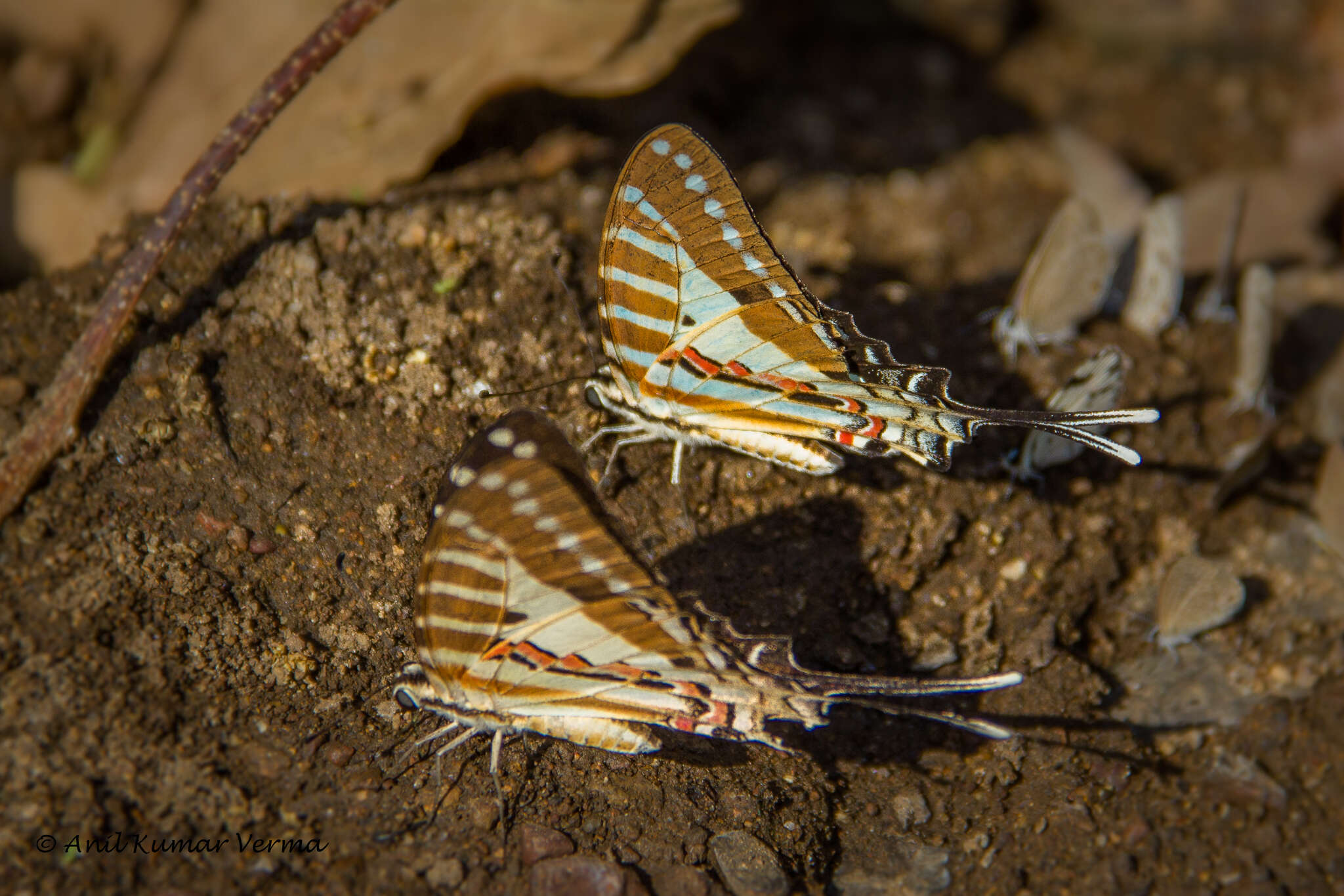 Слика од Graphium nomius (Esper 1798)