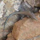 Image of Blue-tailed Oman Lizard