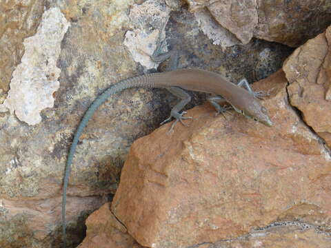 Image of Blue-tailed Oman Lizard