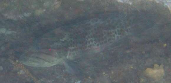 Image of Brown-spotted Rockcod