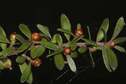 Sivun Leptospermum polygalifolium Salisb. kuva