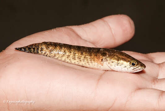 Image of Spotted snakehead