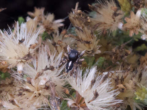 Image of Habronattus peckhami (Banks 1921)