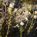 Image of Selago levynsiae O. M. Hilliard