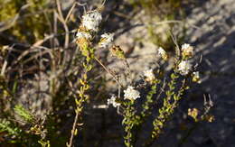 Image of Selago levynsiae O. M. Hilliard