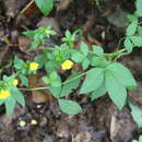 Image de Potentilla cryptotaeniae Maxim.