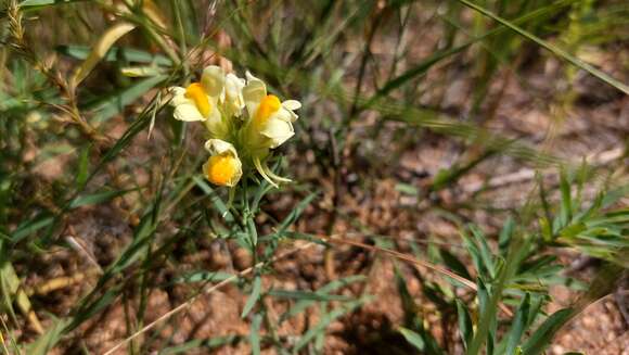 Image of Linaria buriatica Turcz.