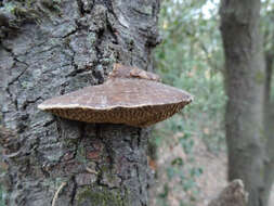 Image of Daedaleopsis nitida (Durieu & Mont.) Zmitr. & Malysheva 2013