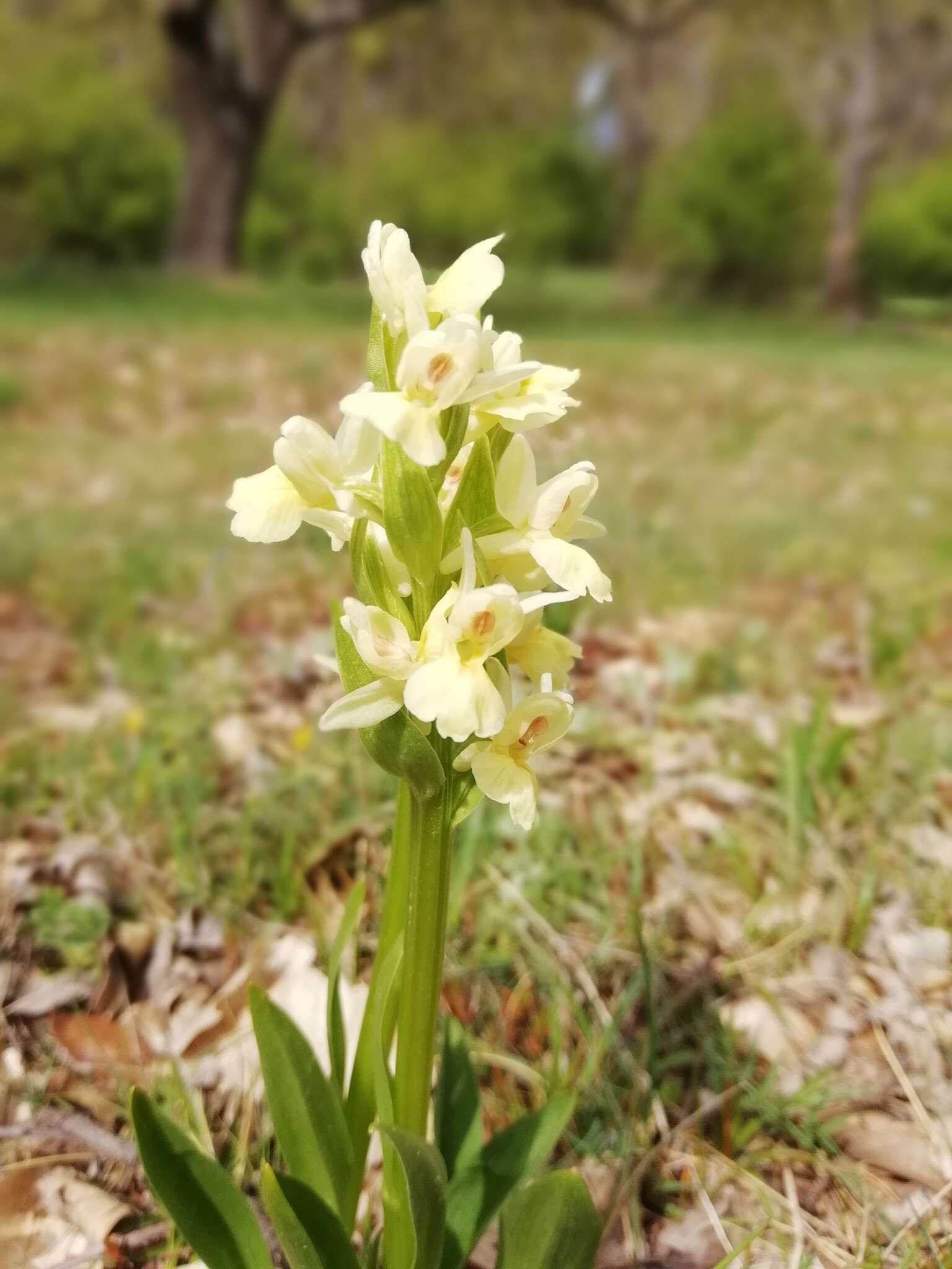 Image de Dactylorhiza insularis (Sommier) Ó. Sánchez & Herrero