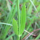 Image of Long-Sepal False Dragonhead