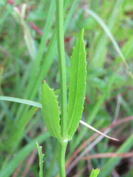 Image of Long-Sepal False Dragonhead