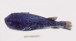 Image of Blue stargazer