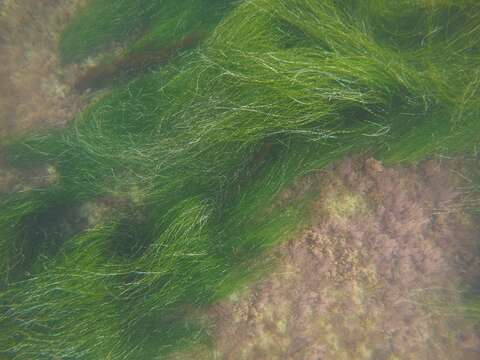 Image of Torrey's surfgrass