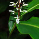 Imagem de Alpinia oblongifolia Hayata