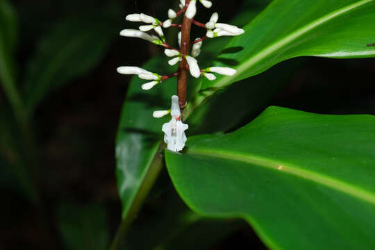 Alpinia oblongifolia Hayata的圖片