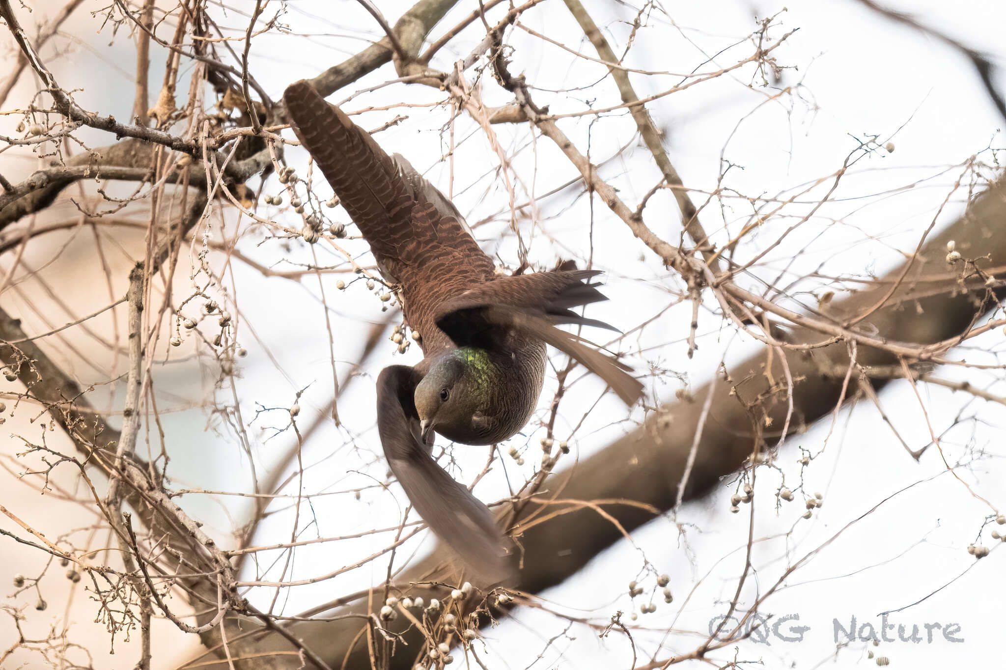 Image of Barred Cuckoo Dove