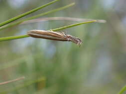 Image of Pleurota aristella Linnaeus 1768