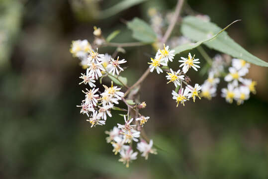 Image of Aster taiwanensis Kitam.