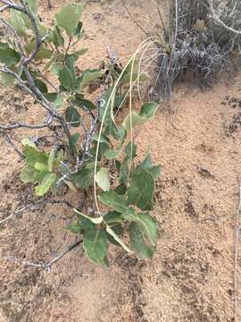 Image of Havard oak