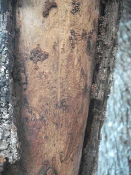 Image of Dutch elm disease beetle