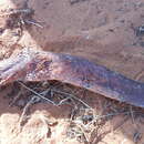 Image of Senegalese cobra