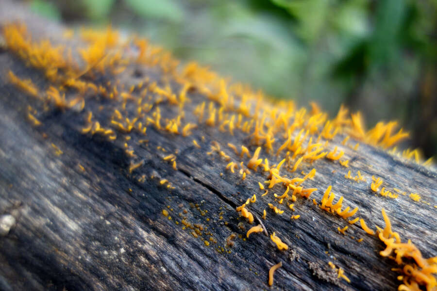 Image of Calocera cornea (Batsch) Fr. 1827