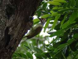 Image of Fine-spotted Woodpecker