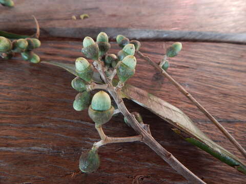 Слика од Ocotea guianensis Aubl.