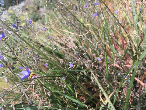 Image of Blueberry Flax Lily