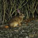 Image of Lepus sinensis formosus Thomas 1908