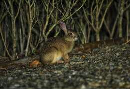 Image of Lepus sinensis formosus Thomas 1908