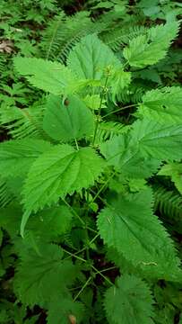 Urtica gracilis Aiton resmi