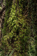 Image of Climbing fern