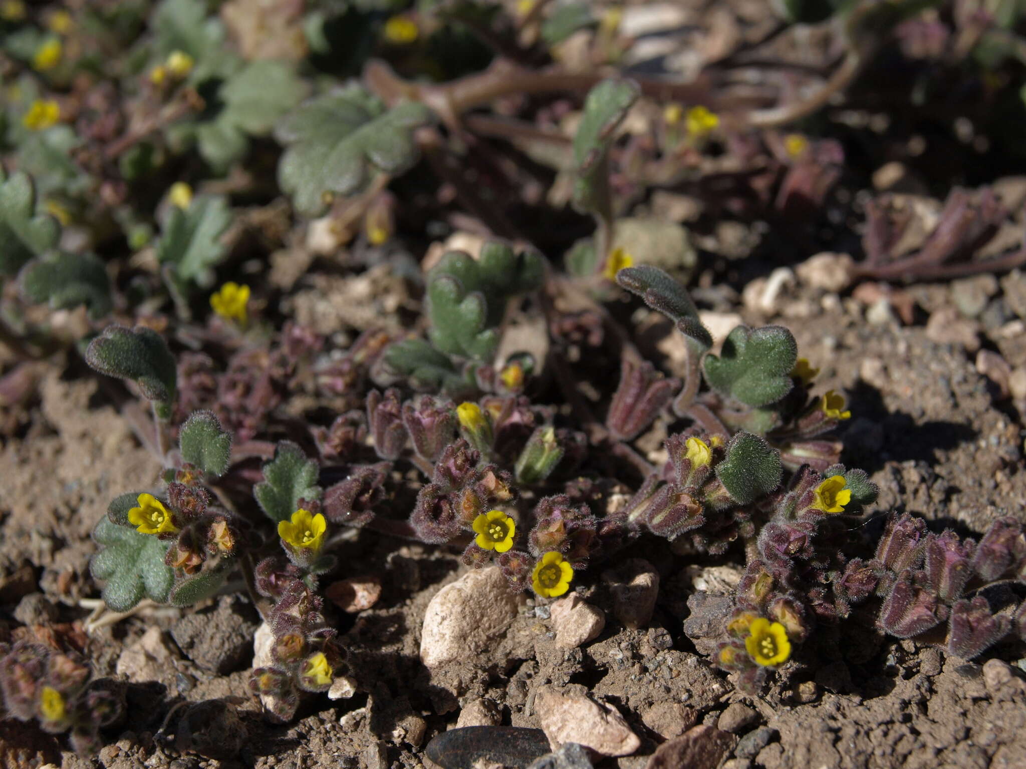 Image of Mono phacelia