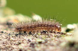 Image of small dotted footman