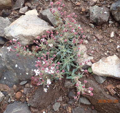 Image de Zaluzianskya pulvinata Killick