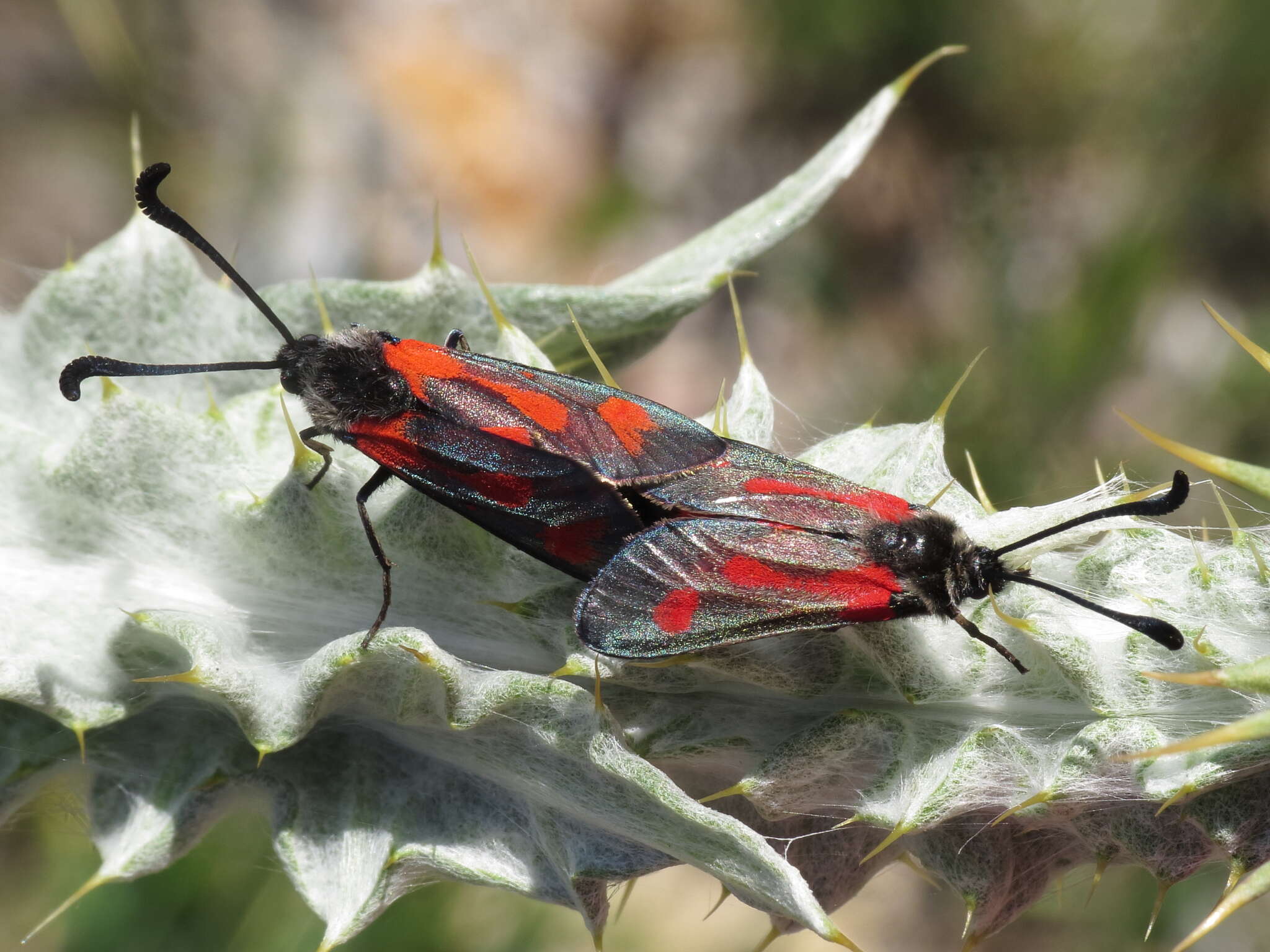 Image of Zygaena sarpedon Hübner 1790