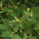 Image of Sigesbeckia agrestis Poepp. & Endl.