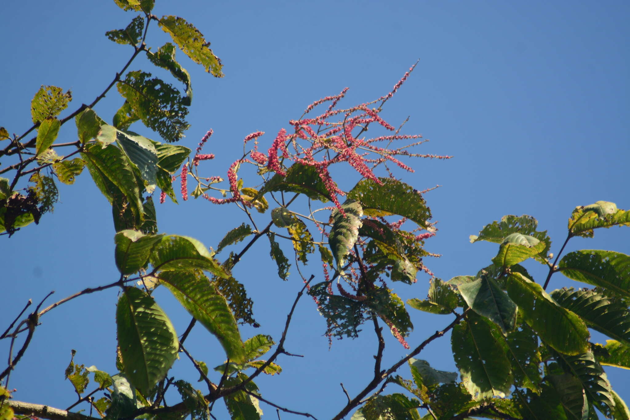 Sivun Terminalia myriocarpa Van Heurck & Müll. Arg. kuva