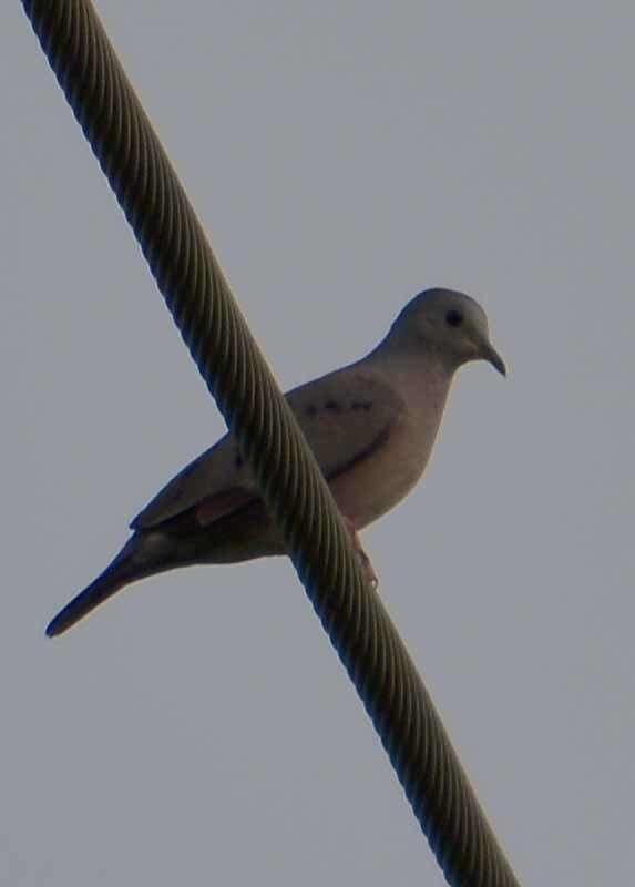 Image of Plain-breasted Ground Dove