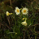 Image of Primula dickieana Watt