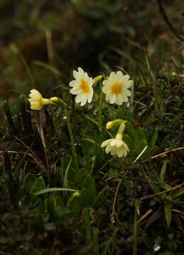 Слика од Primula dickieana Watt