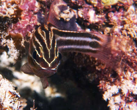 Image of Cook's cardinalfish