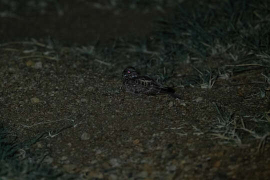 Image of Dusky Nightjar